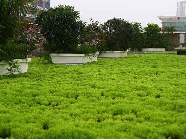 屋顶平台绿化