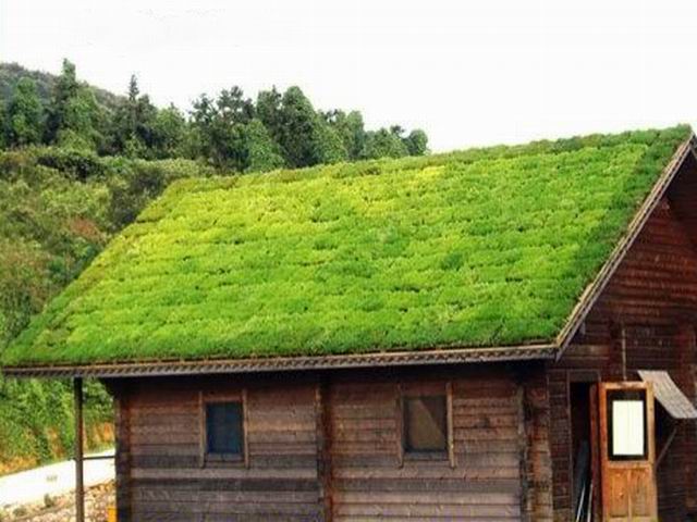 屋顶绿化网